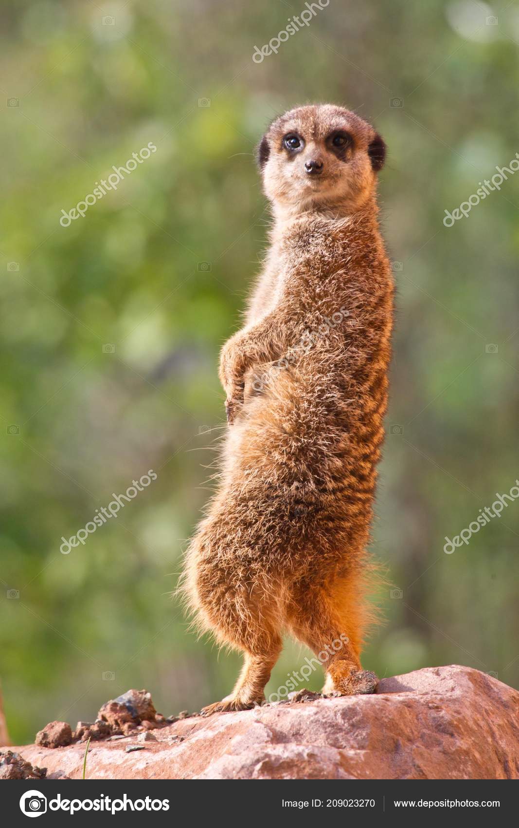 Meerkat Animal Suricata Suricatta Standing Rock Looking Camera Stock Photo by ©imagebrokermicrostock 209023270 Meerkat Animal Suricata Suricatta Standing Rock Looking Camera Stock Photo by ©imagebrokermicrostock 209023270