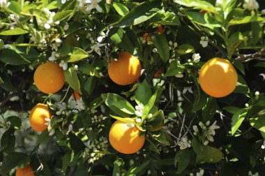 Oranges (Citrus  sinensis) on a tree in a plantation, Majorca, Balearic Islands, Spain, Europe  clipart