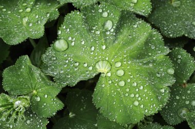 Leaves of a Lady Mantle with water drops clipart