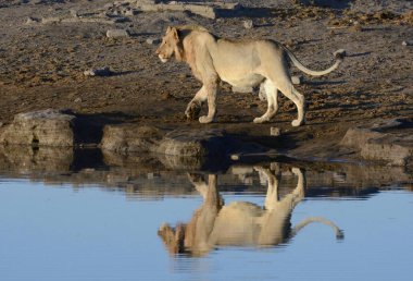 Lion (Panthera leo) at a waterhole, Etosha National Park, Namibia, Africa  clipart