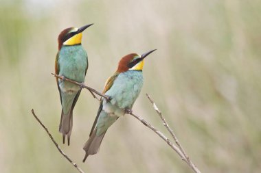 Two Bee-eaters birds on tree twig clipart