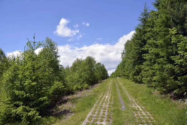 Green Belt, former inner-German border patrol path with the overgrown death strip, Rennsteig, Lehesten, Thuringia, Germany, Europe