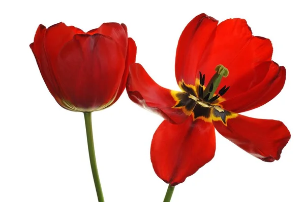 Beyaz Arka Plan Kırmızı Lale Çiçek — Stok fotoğraf