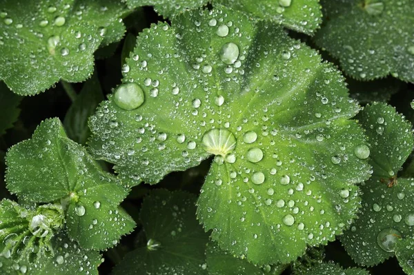 Blätter Eines Damenmantels Mit Wassertropfen — Stockfoto