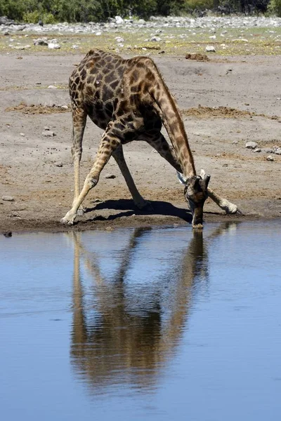 Giraffe Drinking Waterhole Etosha National Park Namibia Africa — Stock Photo, Image