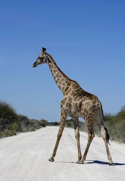 Zsiráf Átkelés Egy Road Etosha Nemzeti Parkban Namíbia Afrika — Stock Fotó