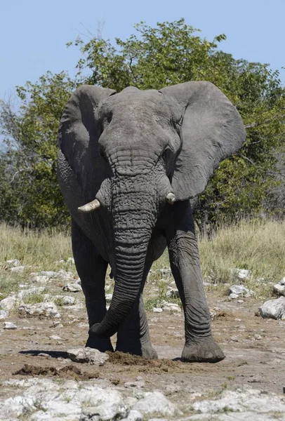 Malerischer Blick Auf Majestätische Afrikanische Elefanten Damaraland Kunene Region Namibia — Stockfoto