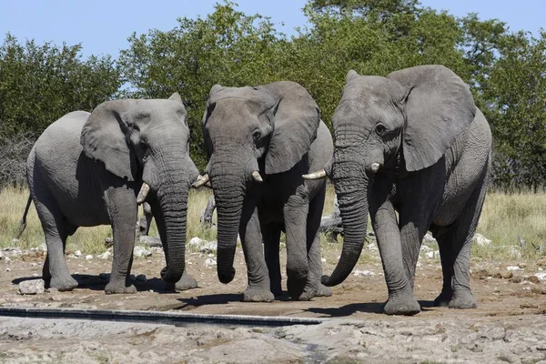 Görkemli Afrika Fil Damaraland Kunene Bölge Namibya Afrika Doğal Görünümü — Stok fotoğraf