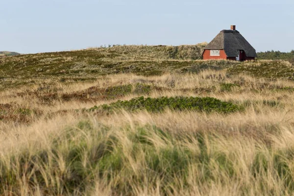 Тэтчер Окруженный Пляжной Травой Фьорд Ниминде Ютландия Дания Европа — стоковое фото