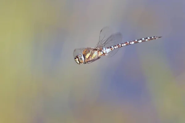 Hawker Migrante Voo Contra Fundo Turvo — Fotografia de Stock