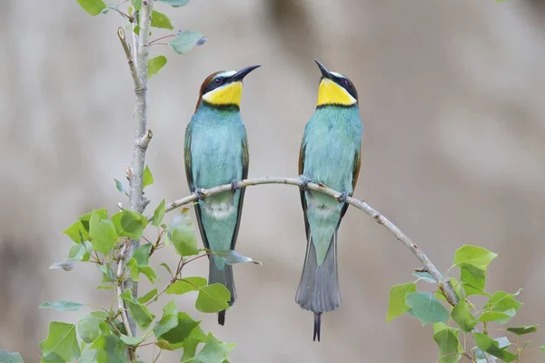 Bee Eaters Kuş Ağaç Dal Üzerinde — Stok fotoğraf