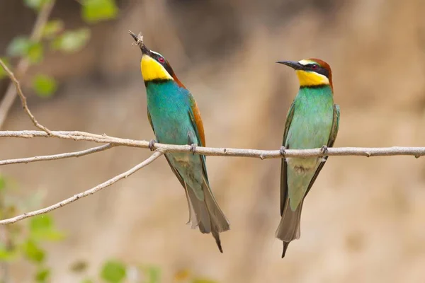 Two Bee Eaters Birds Tree Twig — Stock Photo, Image
