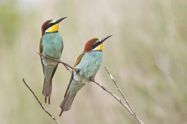 Due Uccelli Mangiatori Api Ramoscello Albero — Foto Stock