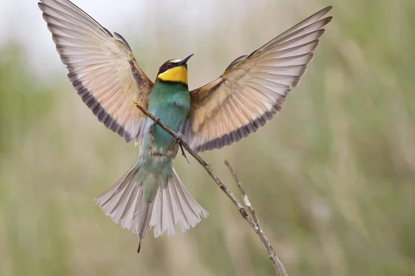 Arı Yiyen Kuş Arı Kuşu Apiaster Dal Yükseltilmiş Kanatlı Oturan — Stok fotoğraf