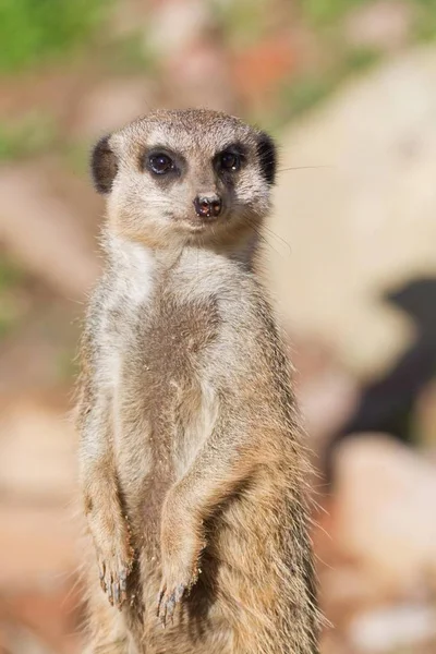 Meerkat Djur Suricata Suricatta Tittar Kameran — Stockfoto