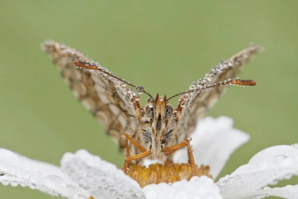 Πεταλούδα Heath Fritillary Τροπική Melitaea Oxeye Μαργαρίτα Λουλούδι Κεφάλι Leucanthemum — Φωτογραφία Αρχείου