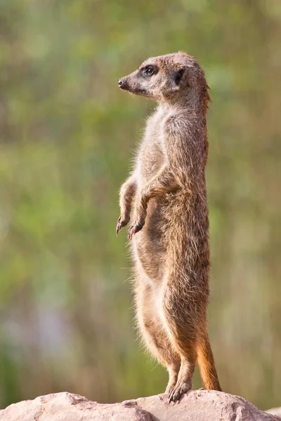 Meerkat Animal Suricata Suricatta Debout Sur Rocher — Photo