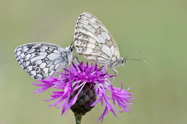 大理石白色蝴蝶 Melanargia Galathea Brownray 矢车菊 矢车菊 Jacea — 图库照片