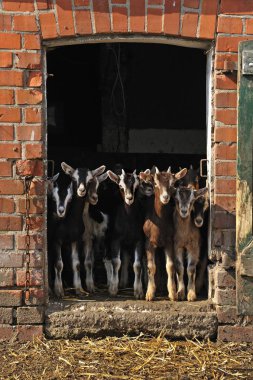 Goatlings or kids looking out a barn door on an organic farm, Othenstorf, Mecklenburg-Western Pomerania, Germany, Europe  clipart