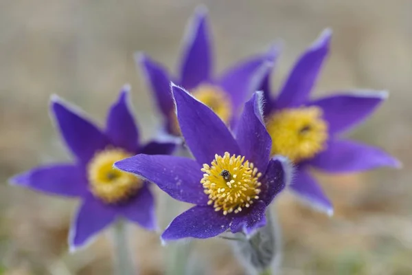 Vista Ravvicinata Fiori Pasquali Pasqueflower — Foto Stock