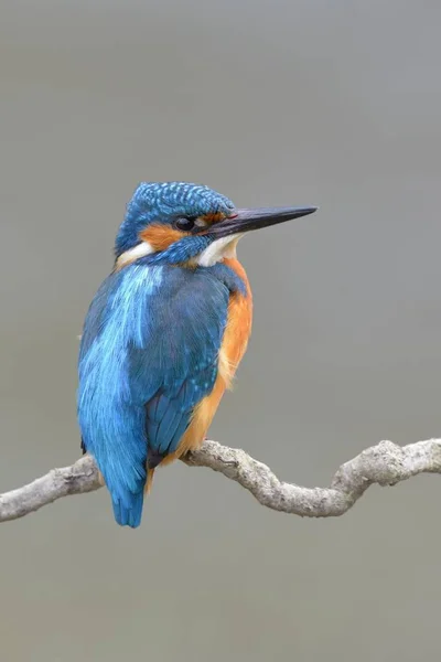 Kingfisher Bird Branch Little Bird — Stock Photo, Image