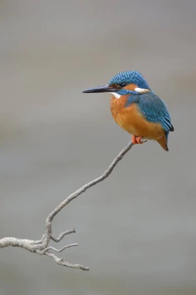 Pássaro Kingfisher Galho Passarinho — Fotografia de Stock