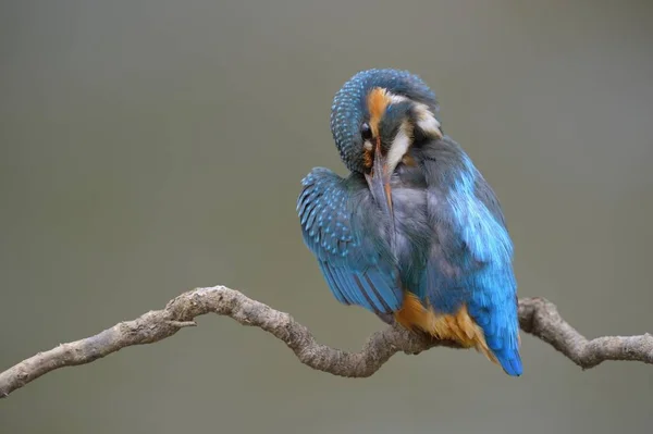 Pássaro Kingfisher Galho Passarinho — Fotografia de Stock