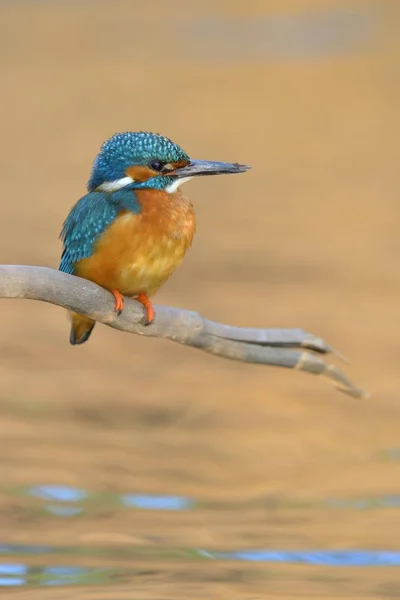 Kingfisher Kuş Dalı Küçük Kuş — Stok fotoğraf