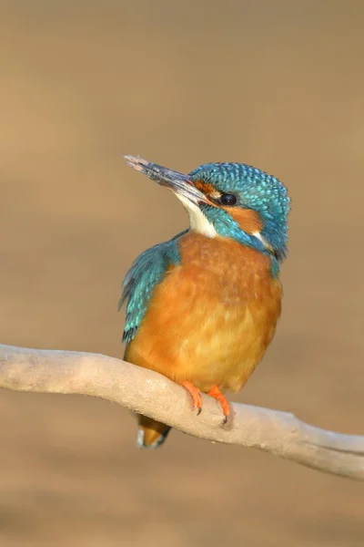 Carino Uccellino Kingfisher Ramo All Aperto — Foto Stock