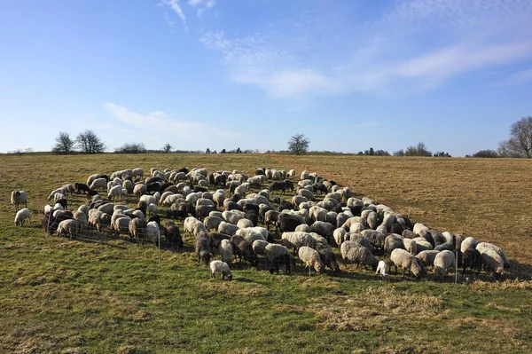 Flock of sheep on pasture meadow