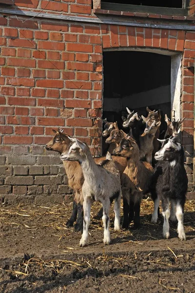 Geitjes Kinderen Voor Een Schuurdeur Een Biologische Boerderij Othenstorf Mecklenburg — Stockfoto