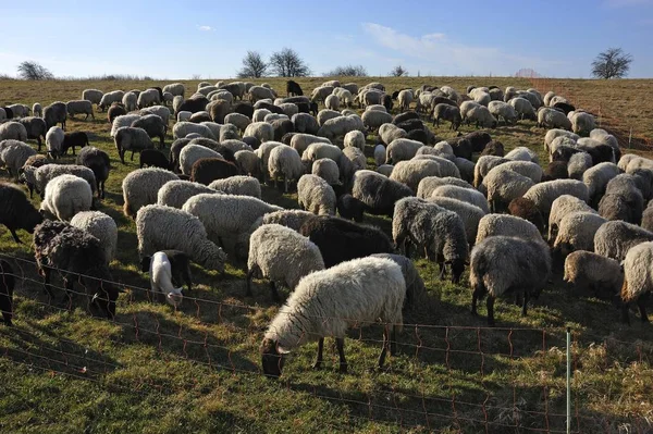 牧場の羊の群れ — ストック写真