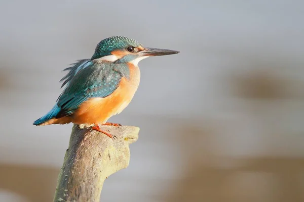 Cute Little Bird Kingfisher Tree Pole — Stock Photo, Image