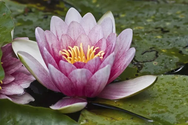 Bela Flor Lírio Água Lago Verde — Fotografia de Stock