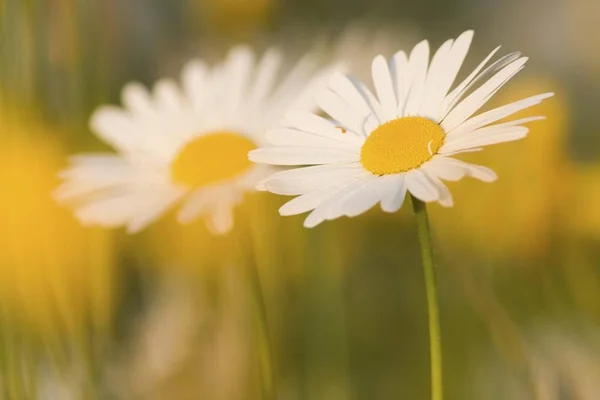 Weiße Gänseblümchen Blühen Vor Verschwommenem Hintergrund — Stockfoto