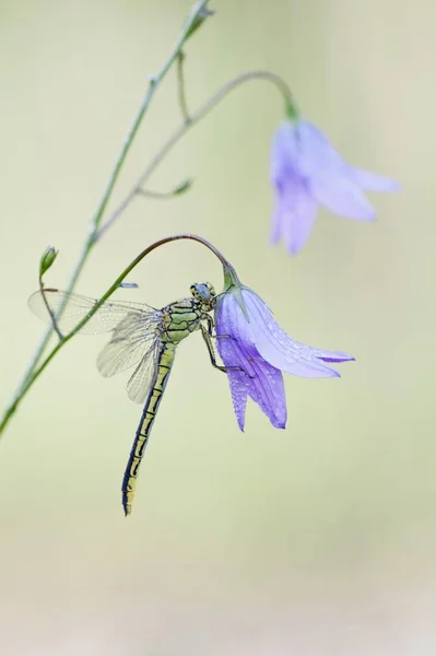 Western Clubtail Difusión Bellflower Primer Plano —  Fotos de Stock