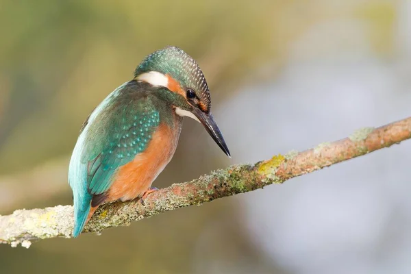 Mignon Petit Oiseau Kingfisher Sur Branche Extérieur — Photo