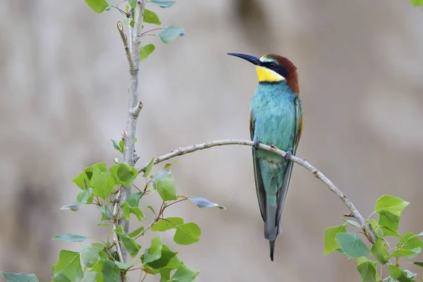 Bee Eater Bird Merops Apiaster Sentado Galho Saxônia Anhalt Alemanha — Fotografia de Stock