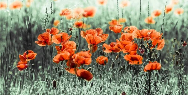 Coquelicot Maïs Coquelicot Rouge Papaver Rhoeas — Photo