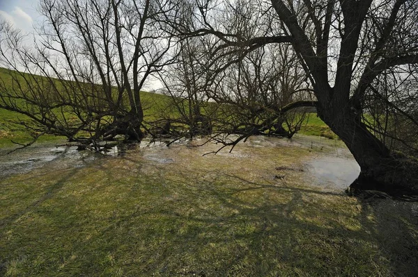 Old Willow Trees Trunks Pond Water — Stock Photo, Image