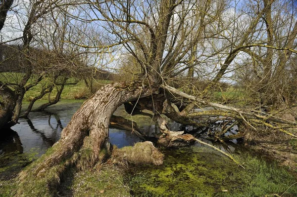 Alte Weiden Und Stämme Und Teichwasser — Stockfoto