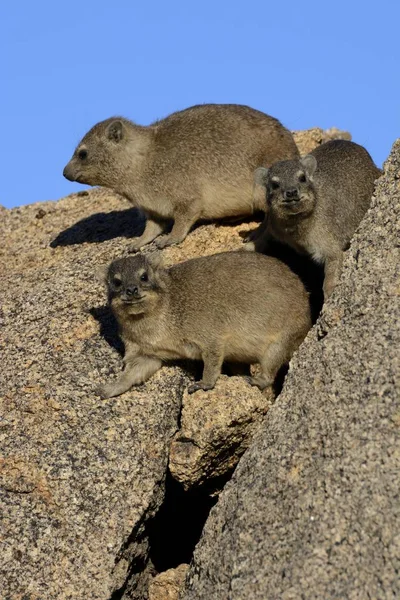 Söpö Rock Hyraxes Tai Cape Hyraxes Kiviä Erongo Region Namibia — kuvapankkivalokuva