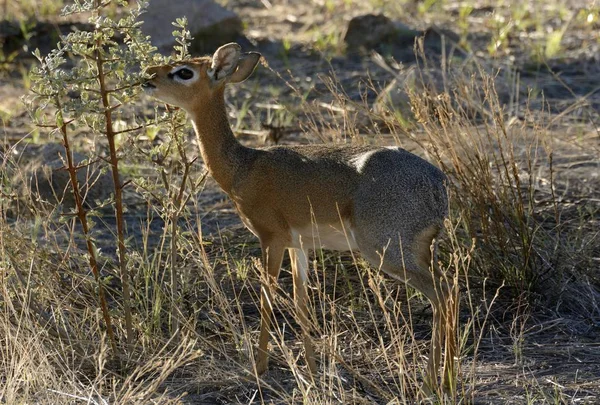 Kirk Dik Dik Madoqua Kirkii Erongo Bölgesi Namibya Afrika — Stok fotoğraf