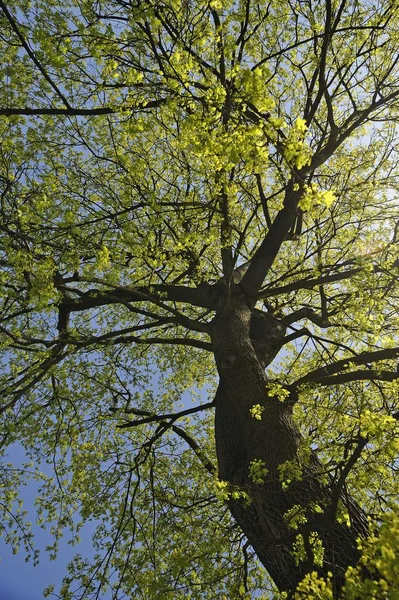 Norway Maple in April, Nuremberg, Middle Franconia, Bavaria, Germany, Europe — Stock Image Norway Maple April Nuremberg Middle Franconia Bavaria Germany Europe Stock Photo