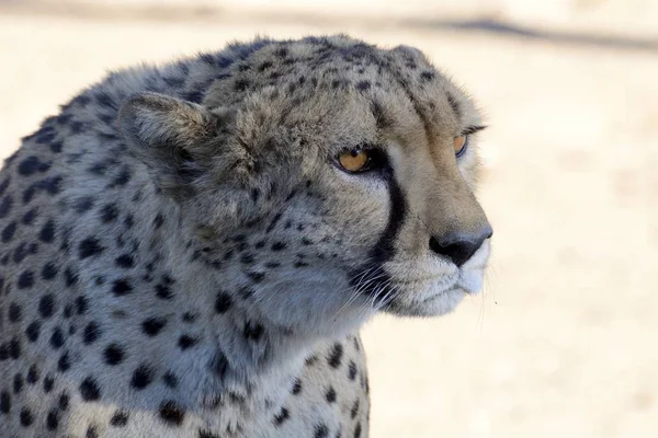 Gepárd Állat Acinonyx Jubatus Állati Portré — Stock Fotó