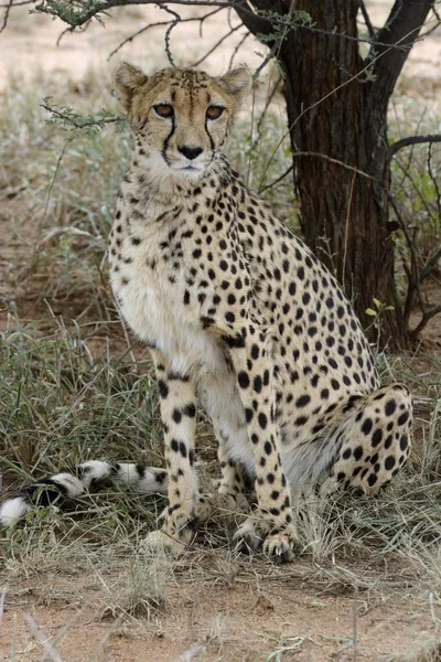 Gepárd Állat Acinonyx Jubatus Szabadban — Stock Fotó