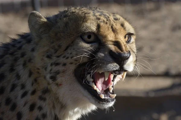 Agresszív Gepárd Állat Acinonyx Jubatus Szabadban — Stock Fotó