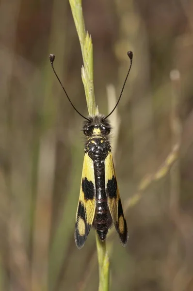 Dobowy Owlfly Zamknięta Pozycja Skrzydła — Zdjęcie stockowe