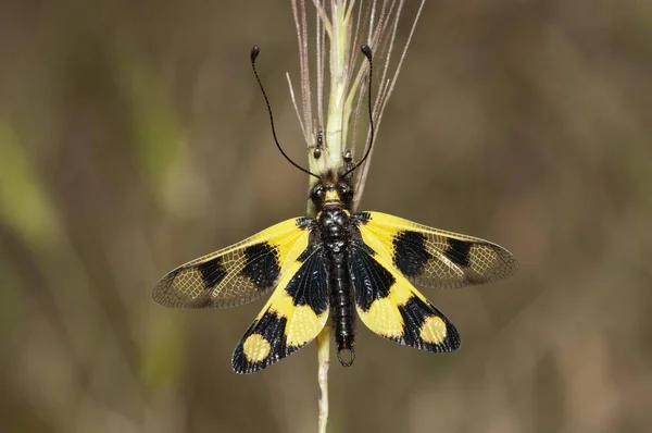 Tagaktive Eule Detaillierte Makroaufnahme — Stockfoto