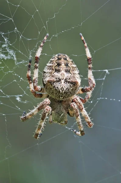 Orb Weaver Araneus Circe Feminino Mount Olympus Litochoro Macedónia Central — Fotografia de Stock